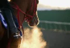 Horse Racing Betting