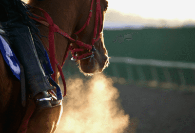 Horse Racing Betting