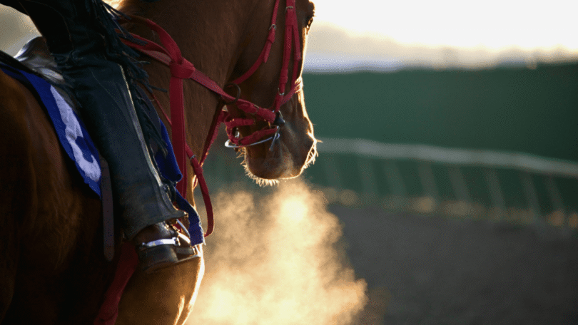 Horse Racing Betting